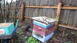 РАСШИРЕНИЕ РУТОВСКИХ УЛЬЕВ НА 230 рамку ПОСТАНОВКОЙ ВТОРЫХ КОРПУСОВ НА ВЕРХ , СУТКИ РЕЗУЛЬТАТ.