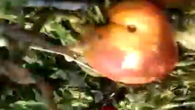 Тольятти Помидор гигант смотреть онлайн
