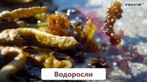 Арктическая пустыня | Окружающий мир 3 класс #50 | Инфоурок