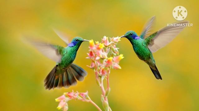 Living and non living things || #Kidsjoyjunction смотреть онлайн