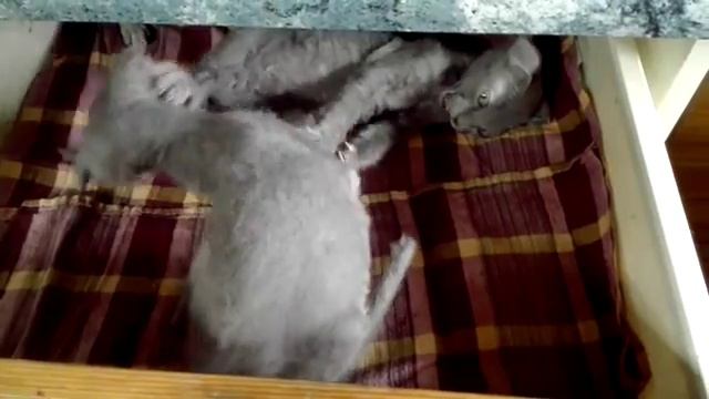 Levkoy смотреть онлайн