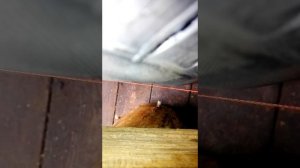 Регулировочный болт задней подвески форд фокус 1