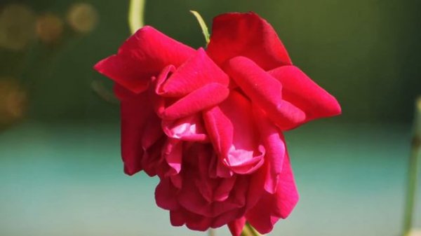 Flower Photography | Rose Lotus Lily Hydrangeas Cockscomb Slideshow | Different types of flowers 4K