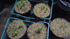 Гортензии  крупнолистные,   достали с погреба