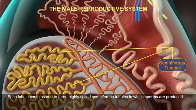 THE MALE REPRODUCTIVE SYSTEM OF HUMAN смотреть онлайн
