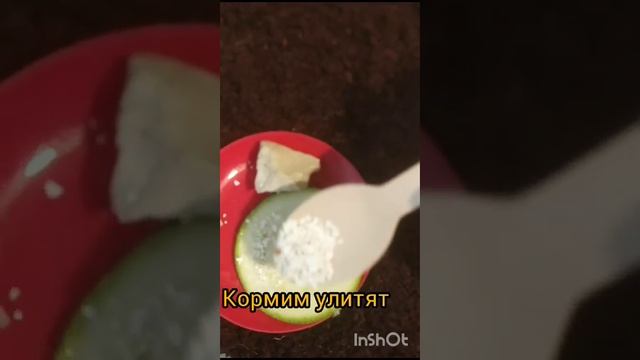 улиточки ♥︎♡♥︎ смотреть онлайн