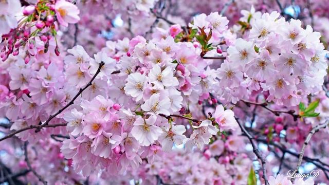 Одна из самых любимых песен СССР смотреть онлайн