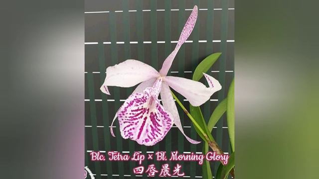 Орхидеи от Виолетты смотреть онлайн