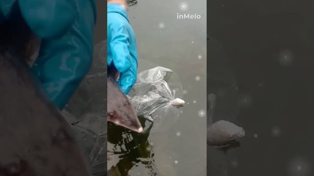 Осётр в пруду.