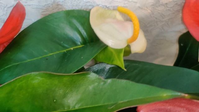 #ЦветыВместе Антуриум Шерцера микс Anthurium Scherzerianum mix 6/35 (UltraHD #4K #3840p60FPS) смотреть онлайн