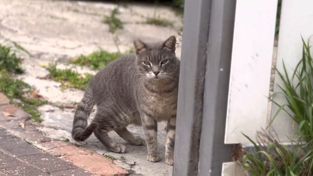 ИЗРАИЛЬ. Кото-цветочный ВЛОГ. Репатриация в Израиль. смотреть онлайн
