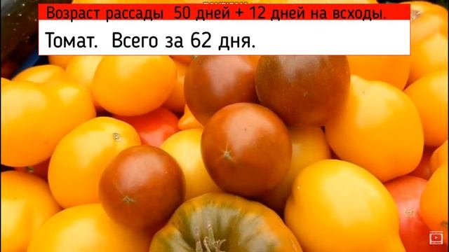Когда сажать рассаду в 2021 Когда сажать семена на рассаду. смотреть онлайн
