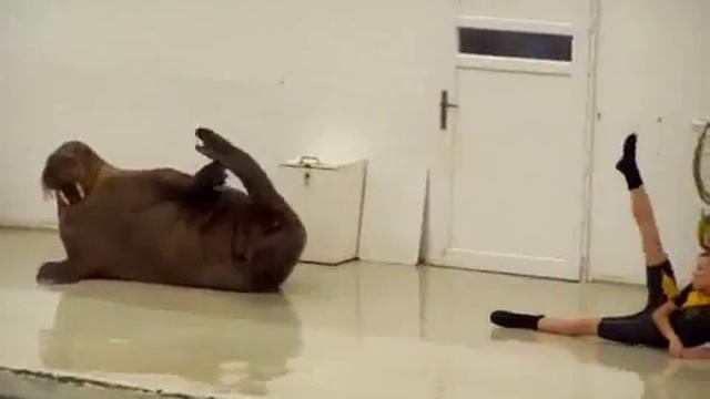 Забавное видео! Дрессировка моржа! смотреть онлайн