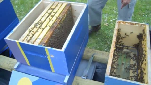 Northern Raised Nucleus Colony Installation смотреть онлайн