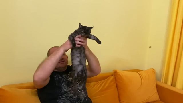 Что дальше ждет наших котят! смотреть онлайн