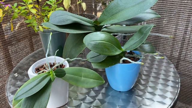 Basic plant care series: how to care for phalaenopsis orchids смотреть онлайн
