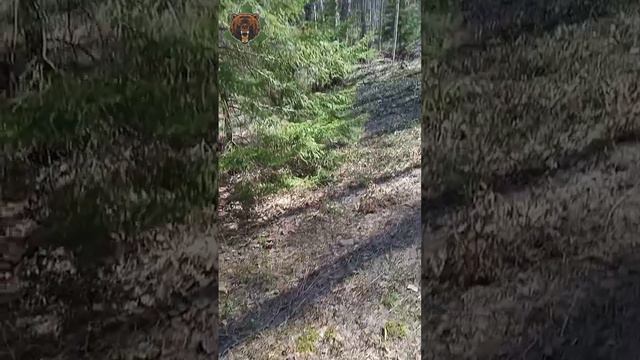 Сажаю Пихту. смотреть онлайн
