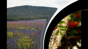 Хозяйка горы стихи и музыка ЕЛЕНА Павлова, вокал ОЛЬГА Павлова