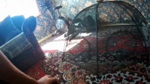 Раколовка Зонтик это не самый лучший выбор / FISHING /