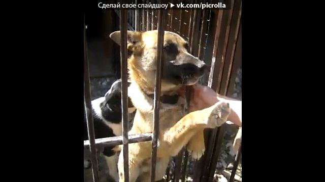 «ПРИЮТ ДЛЯ СОБАК" Тверь смотреть онлайн