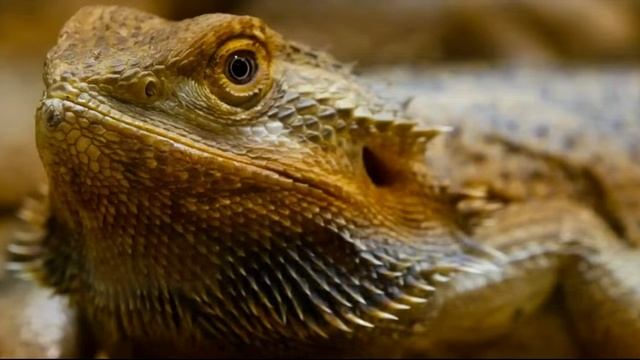 How long do Ball Pythons & Bearded Dragons live? смотреть онлайн