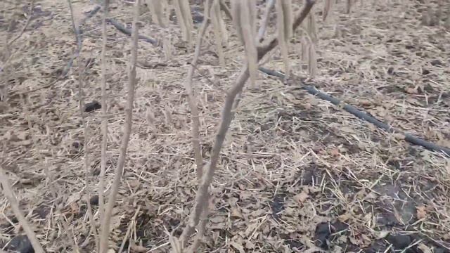 ФУНДУК.ТРАПЕЗУНД, МОРОЗОВСКИЙ,И ДРУГИЕ....... НАЧАЛО ЦВЕТЕНИЯ!!! 22.02.2022. смотреть онлайн