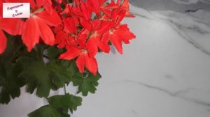 Необыкновенно эффектная пеларгония из семян: сортосерия Квантум