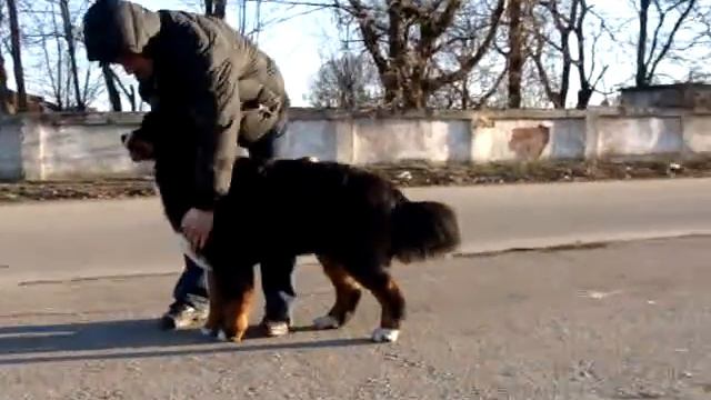 Malahitoviy Son Mountain Guard смотреть онлайн
