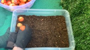 КАК ВЫРАСТИТЬ ЛУК НА БАЛКОНЕ ЗА НЕДЕЛЮ