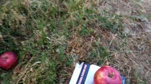 Яблоня "Айдаред". Волгоградская область.Октябрь 2020 год.