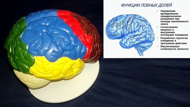 Мозг стонет от напряжения, ухудшается память и внимание? Снимите спазм височной и лобной мышцы смотреть онлайн