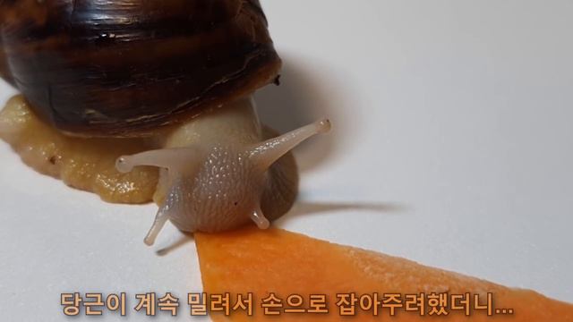 달팽이와 친구가 되는 과정 (The process of making friends with snails) смотреть онлайн