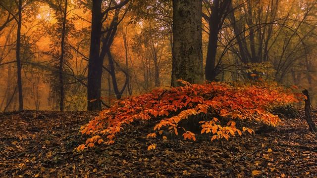 Народные приметы на 15 октября – День Устиньи и Куприяна
