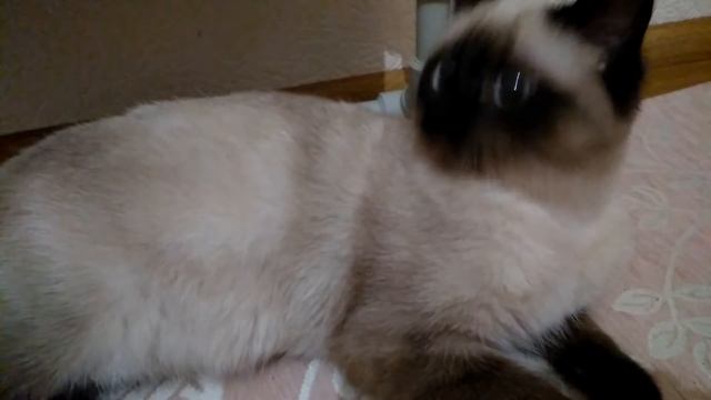 Как ухаживать за котёнком / kitten смотреть онлайн