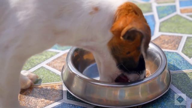 Why Do Dogs Eat Dirt? смотреть онлайн