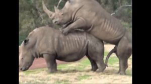 Спаривание носорогов.