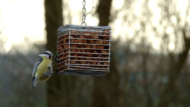 Parus caeruleus feeding смотреть онлайн
