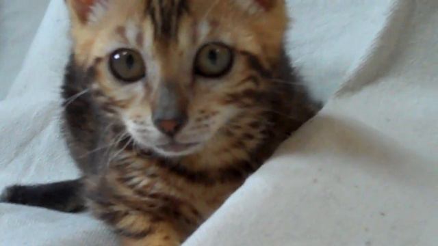 Crooked Whiskers Syndrome смотреть онлайн