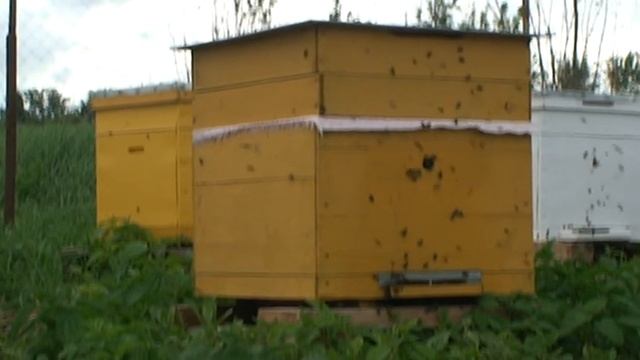 Пчёлы в ульях на продажу смотреть онлайн