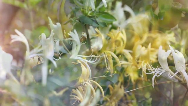 AERIN Fragrance - Mediterranean Honeysuckle смотреть онлайн