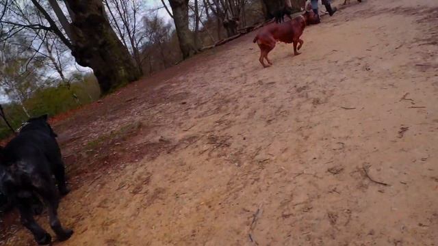 Epic! | UK Mastiff Link Up!! ? | Cane Corso | Presa Canario | Bandog | So Many Dogs!! смотреть онлайн