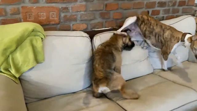 ウィペット雪ちゃんのおデート Whippet Yuki na rande　уиппет смотреть онлайн