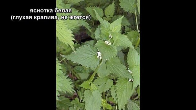 сорняки подмосковных дач смотреть онлайн