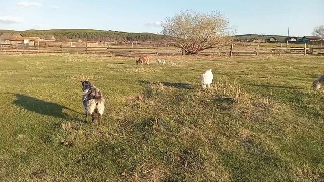 В мире животных . В деревне . Шаралдай смотреть онлайн