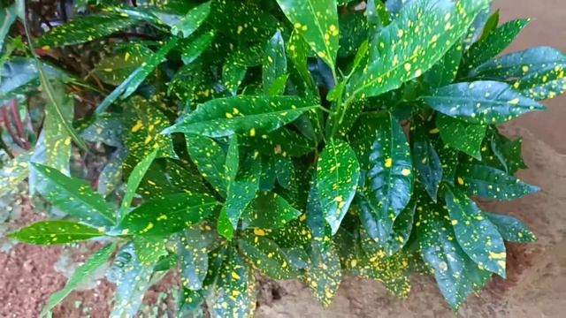 GOLD DUST Croton Plant|Beautiful Croton Plant Variety смотреть онлайн
