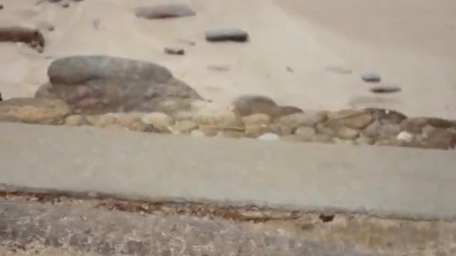 Большой варан с острова Райа смотреть онлайн