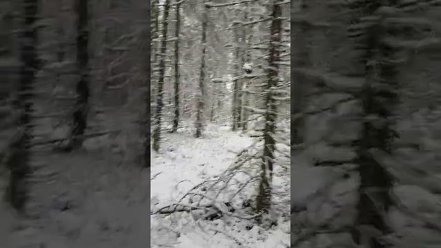 Охота на куницу (1).mp4