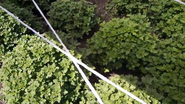 Цветение хризантемы в августе бутонизация смотреть онлайн
