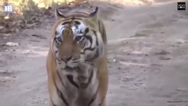 Рычит тигр смотреть онлайн