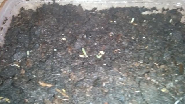 выращивание пшеницы в домашних условиях день 3. смотреть онлайн